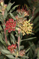 Plancia ëd Leucospermum wittebergense Compton