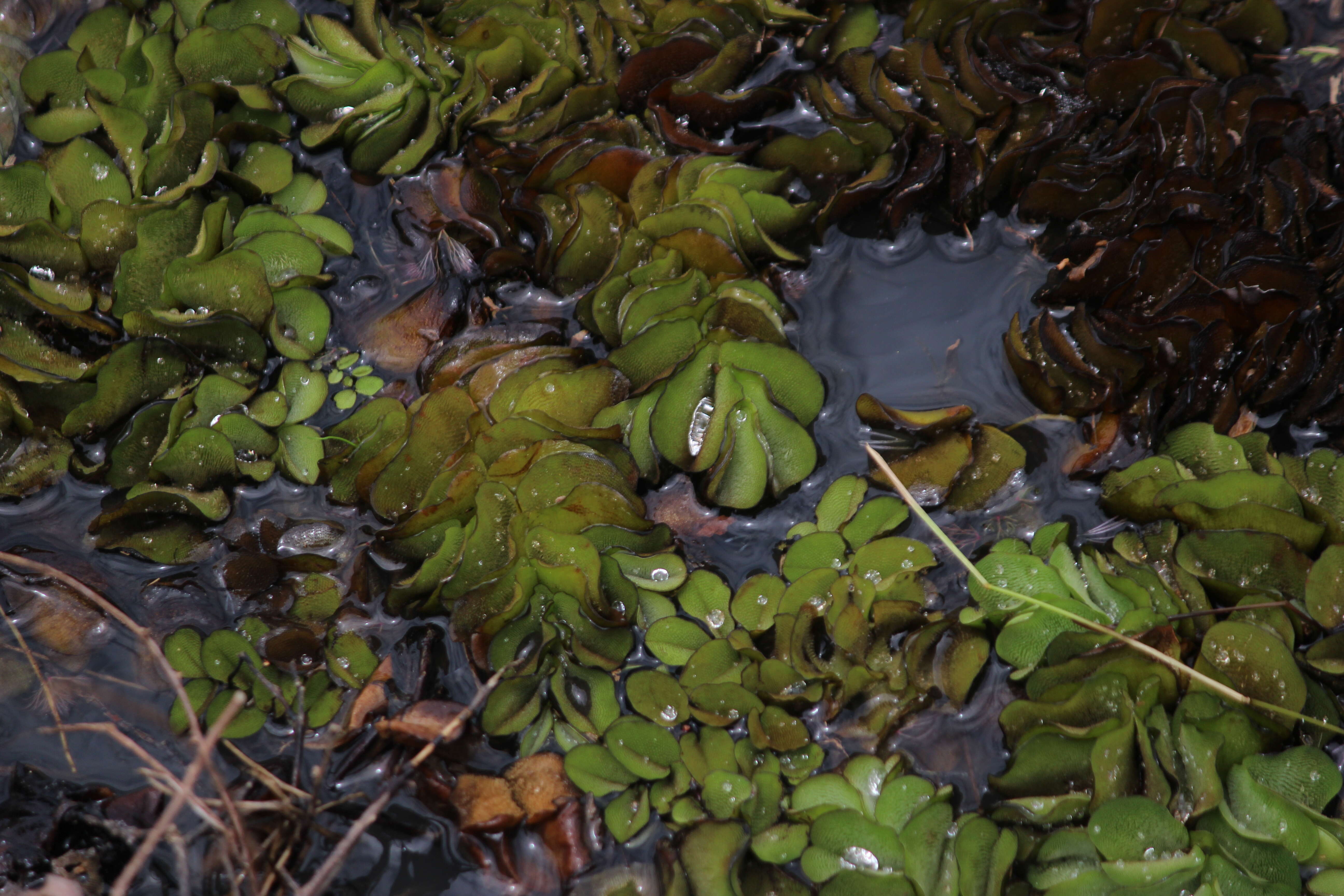 Image of eared watermoss