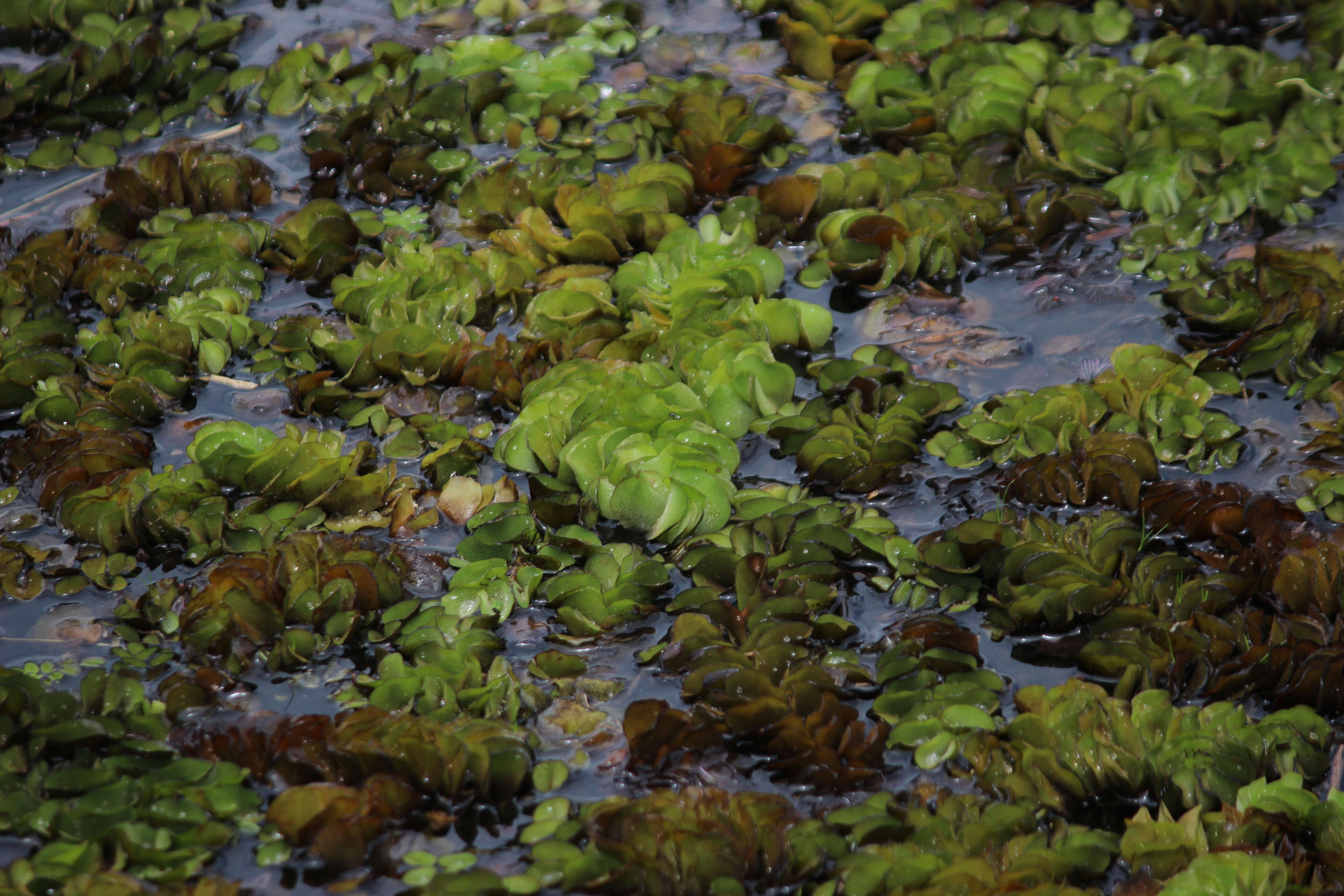 Image of eared watermoss