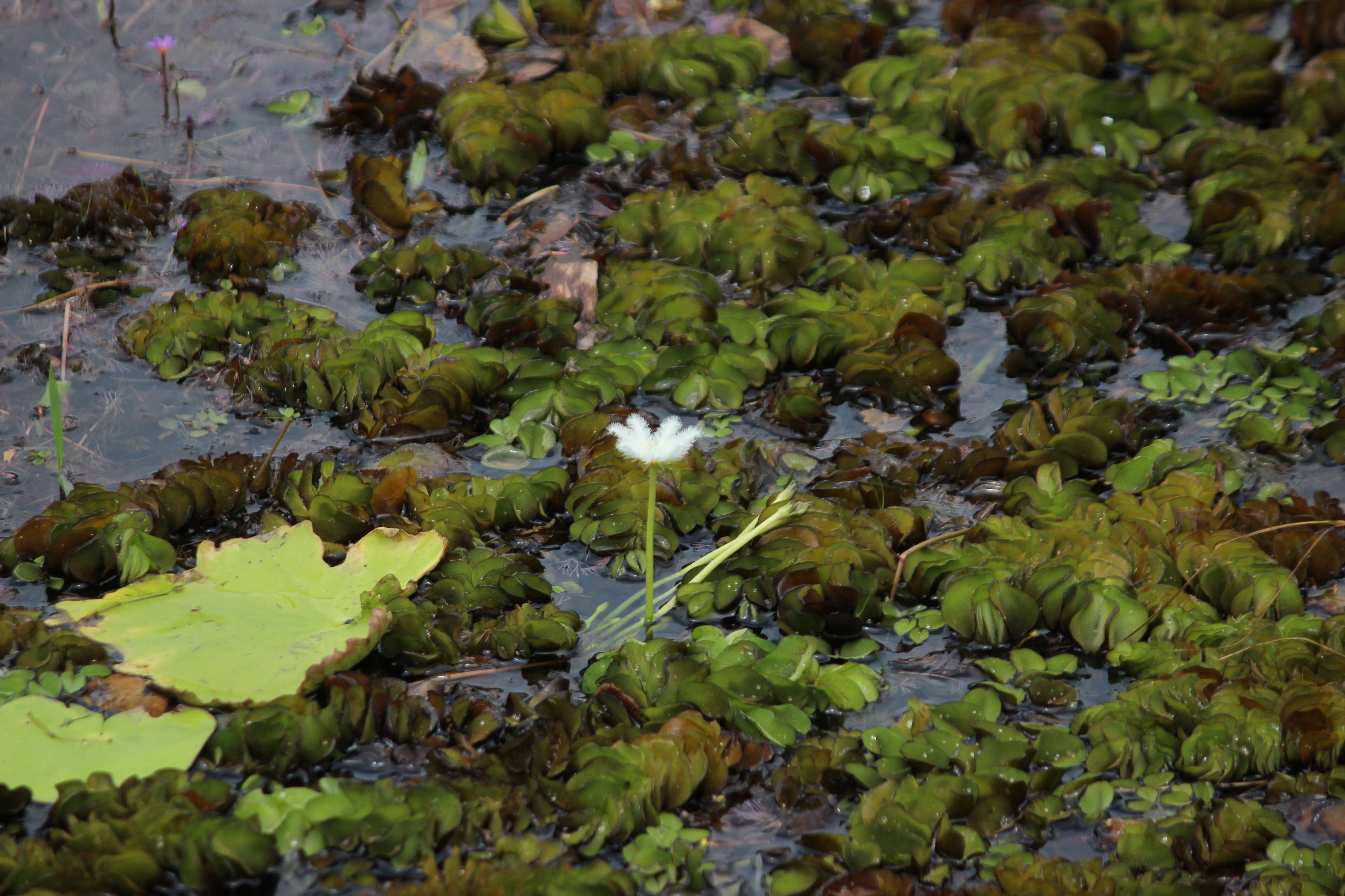 Image of eared watermoss