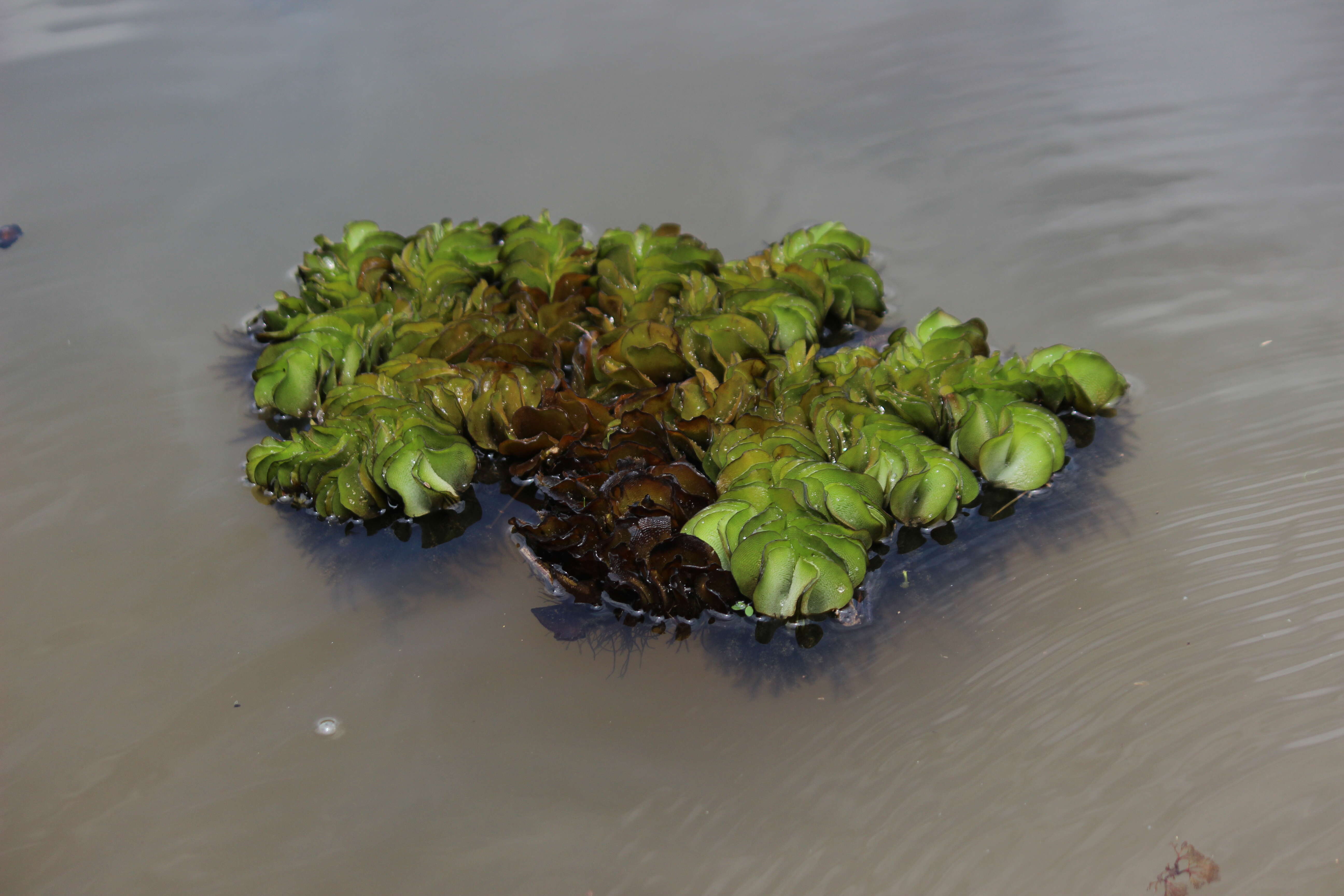 Image of eared watermoss