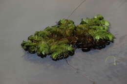 Image of eared watermoss