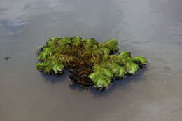 Image of eared watermoss