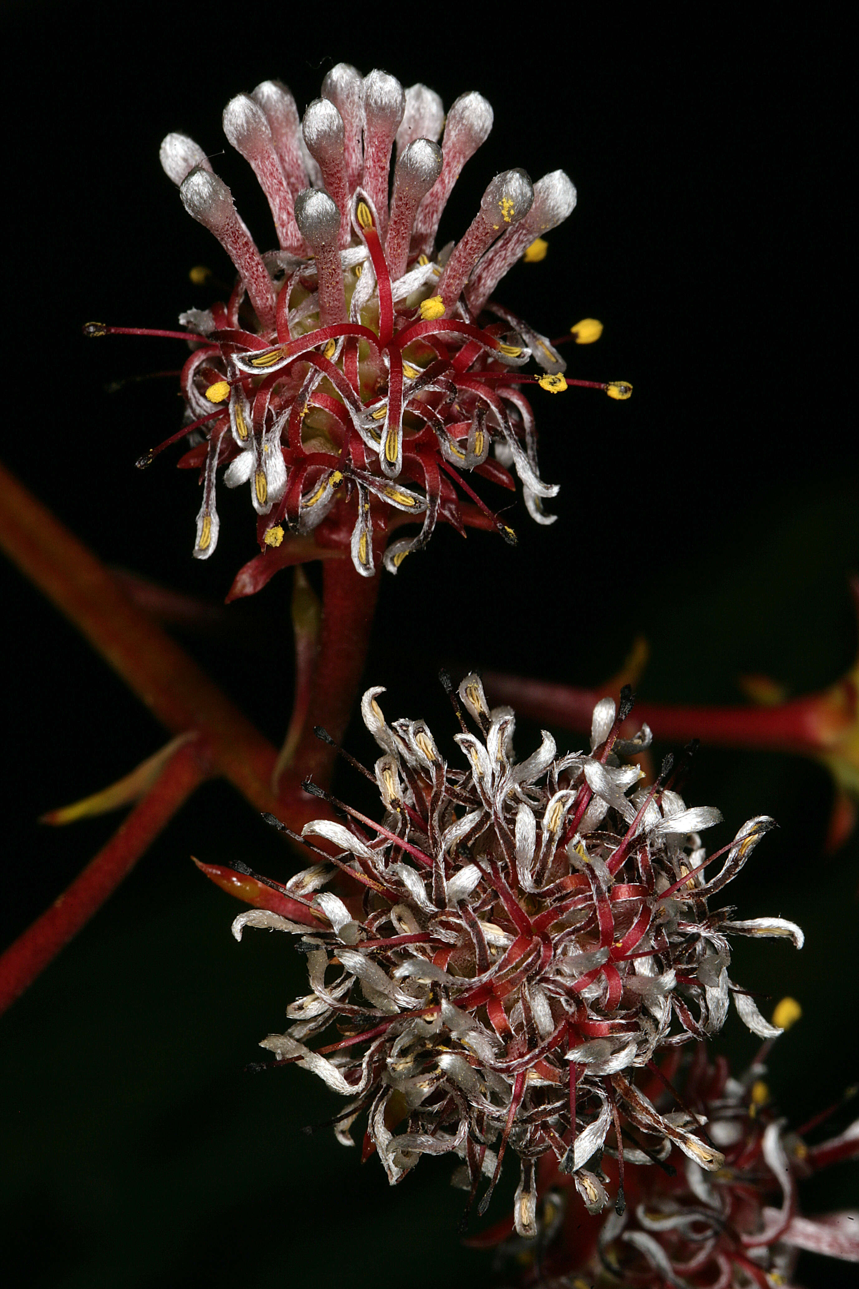 Sivun Serruria elongata (Berg.) R. Br. kuva