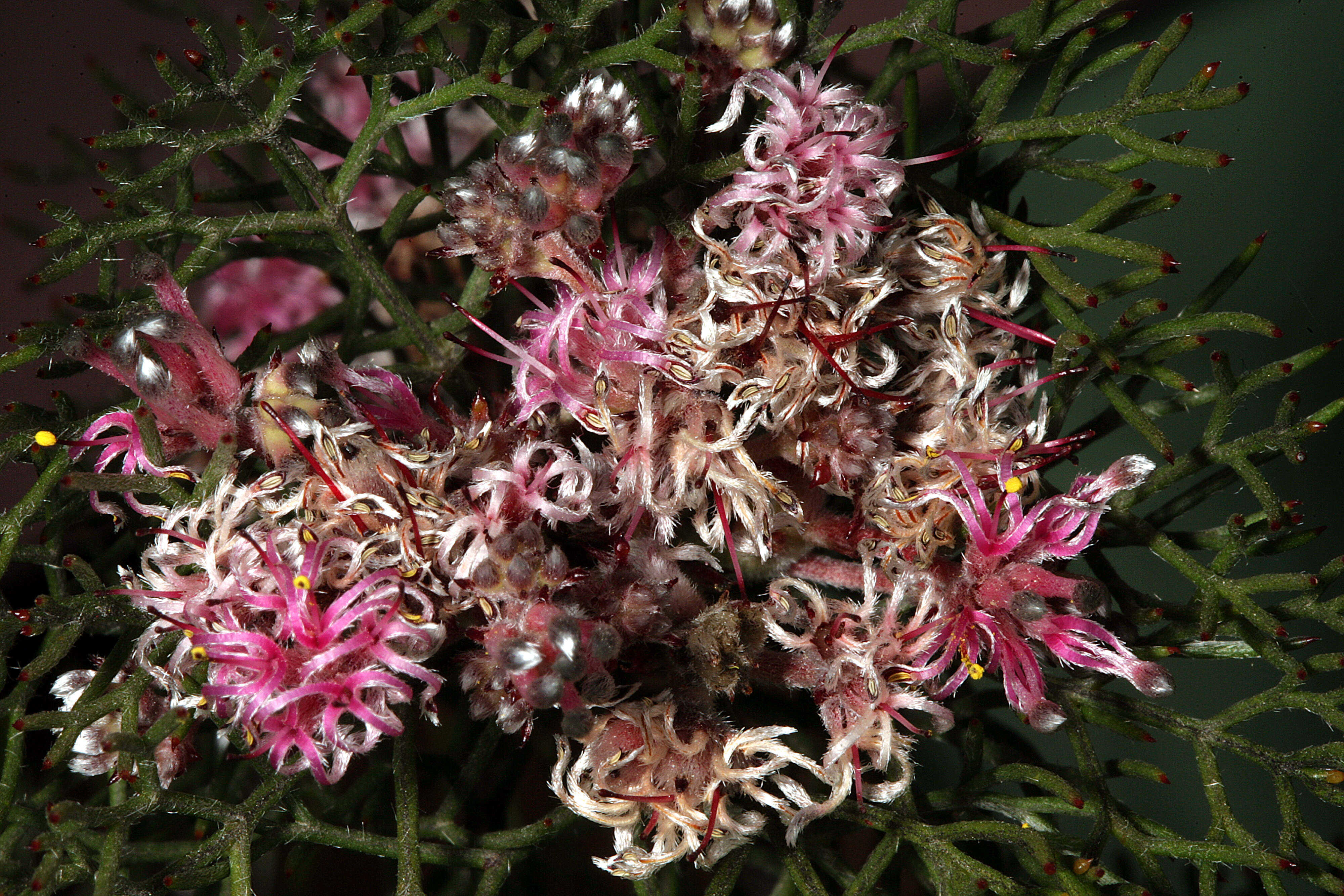 Image of Common pin spiderhead