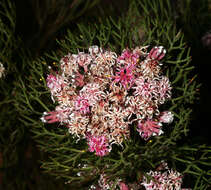 Image of Common pin spiderhead