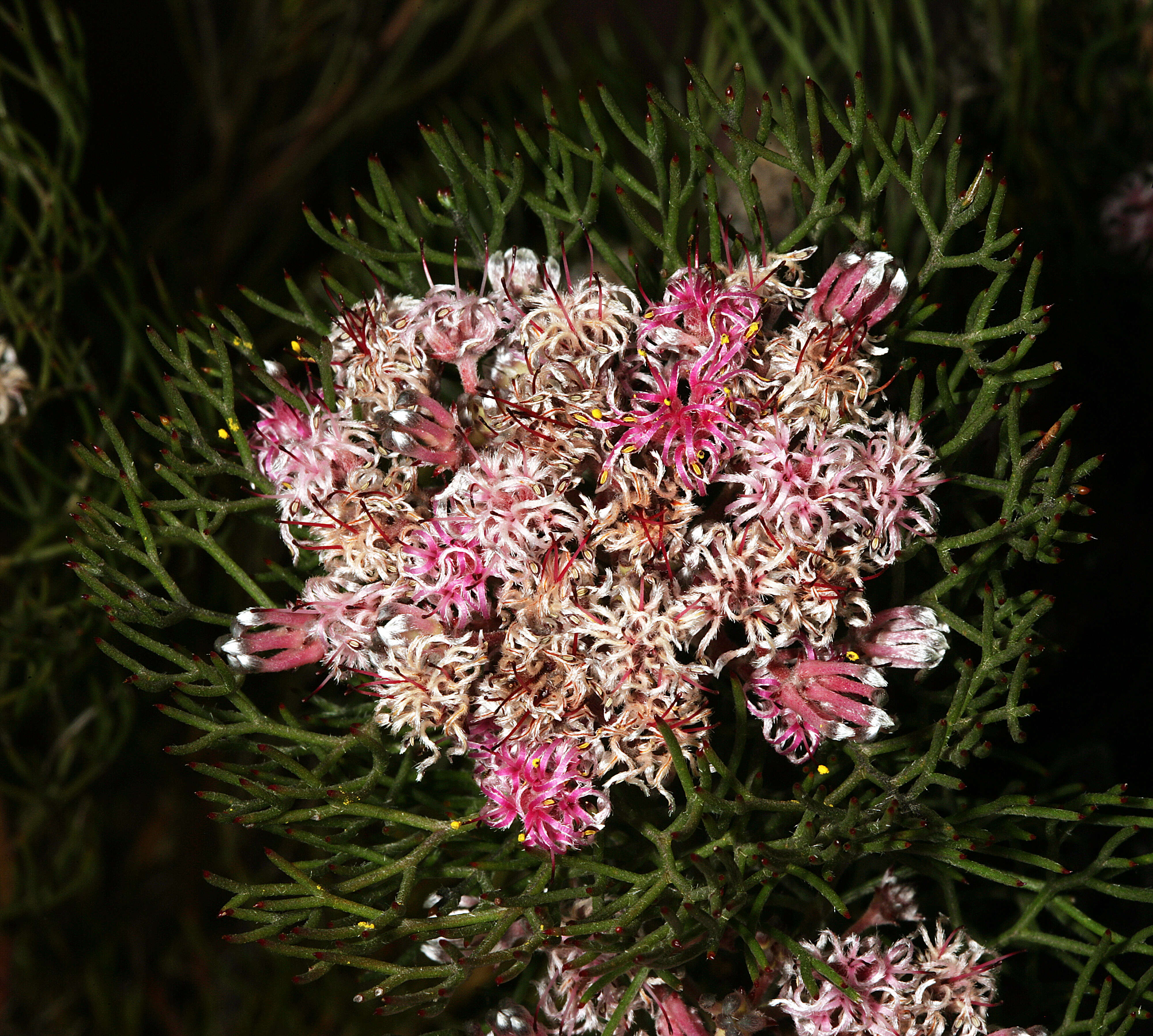 Image of Common pin spiderhead