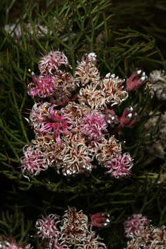 Image of Common pin spiderhead