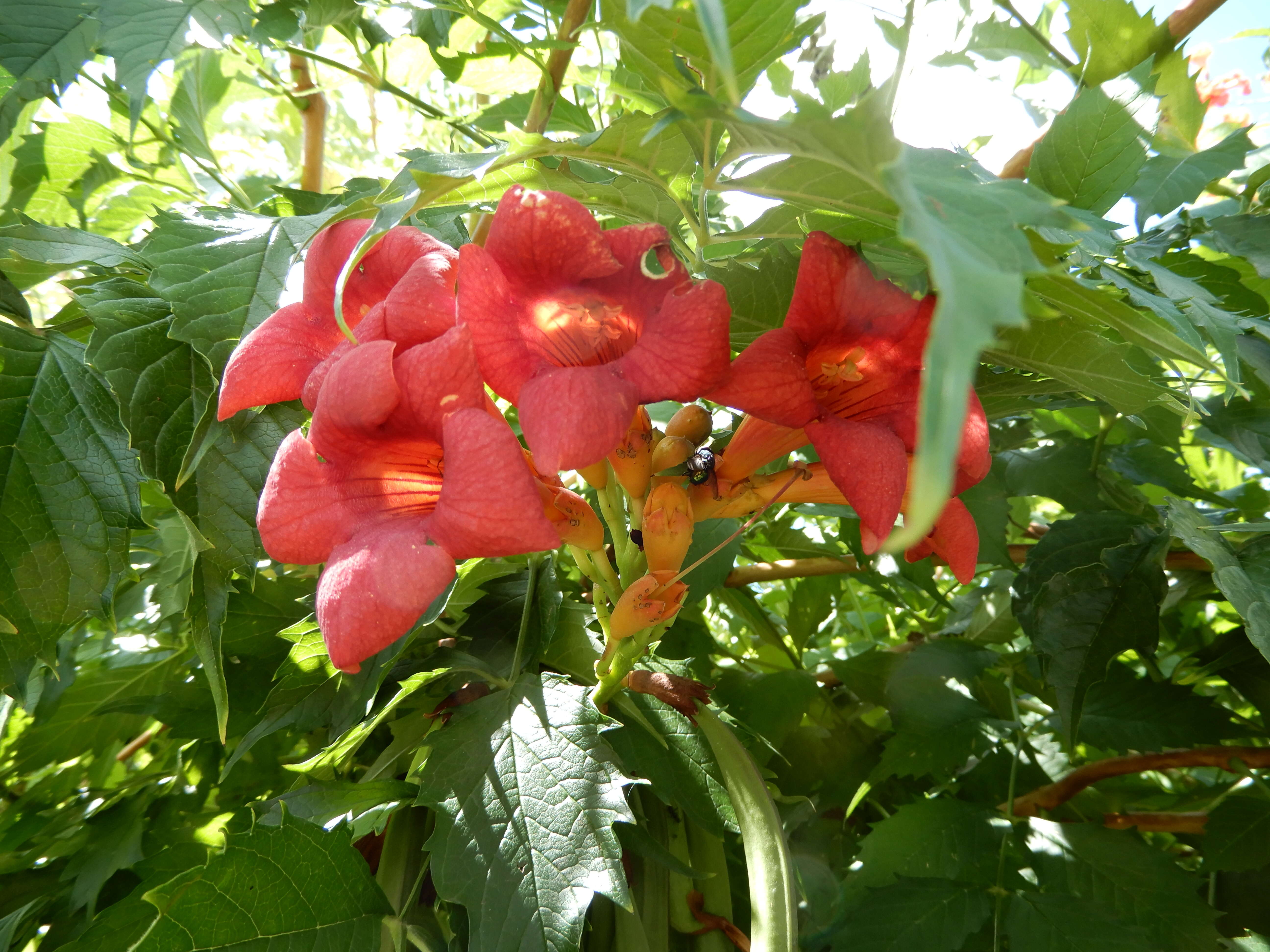 Image of Chinese Trumpet Vine