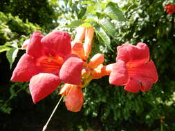 Image of Chinese Trumpet Vine