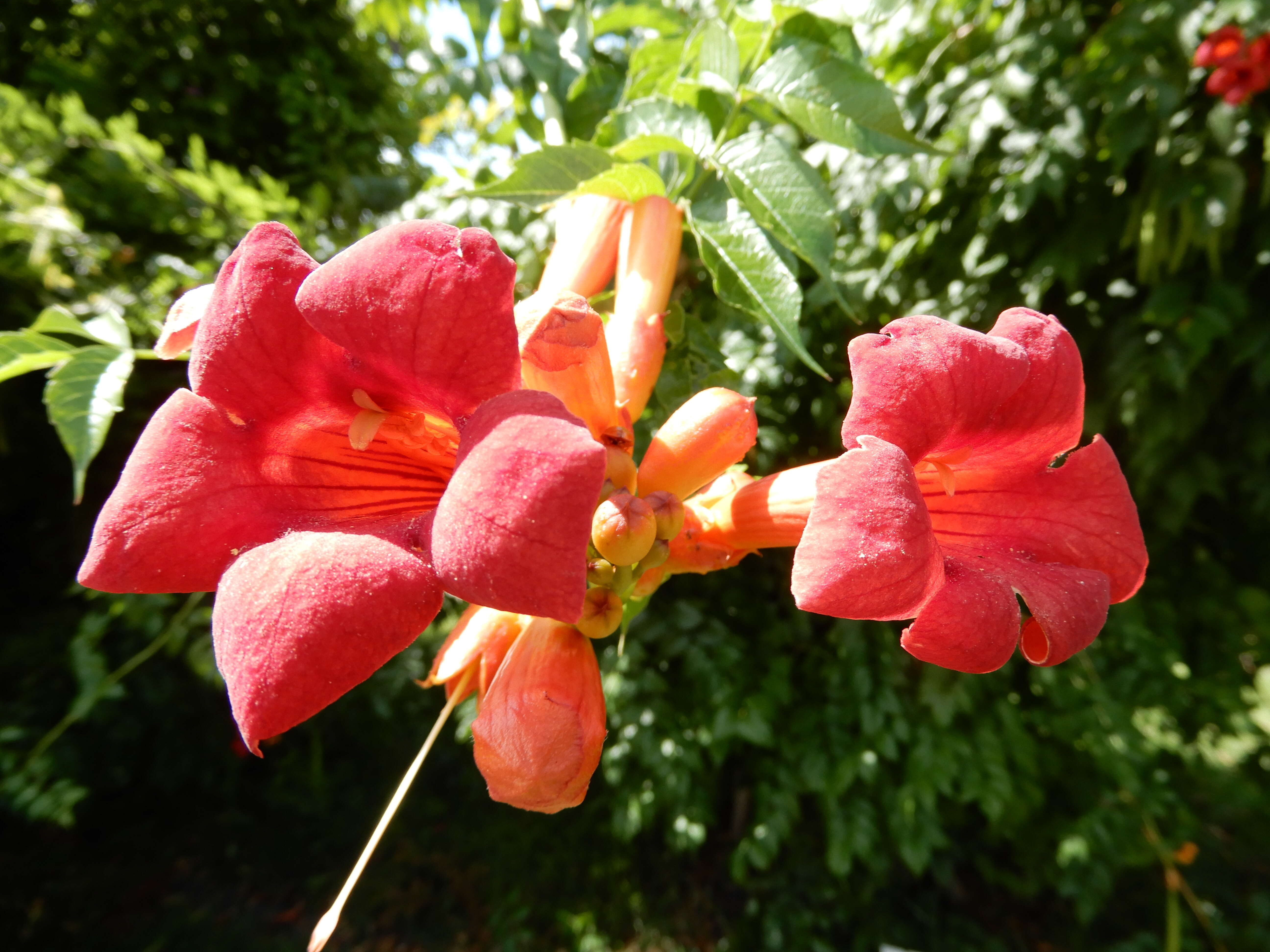 Image of Chinese Trumpet Vine