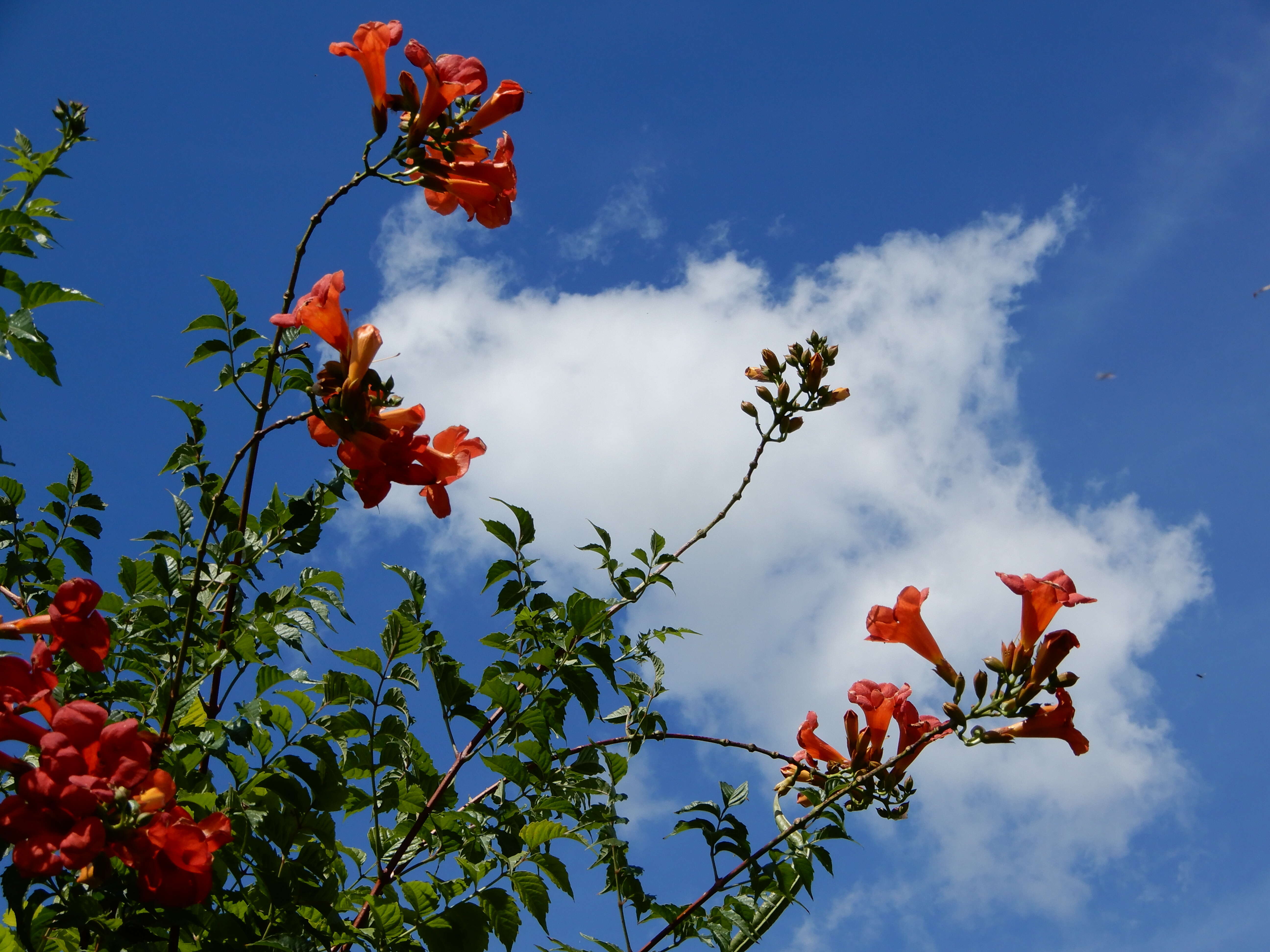 Image of Chinese Trumpet Vine