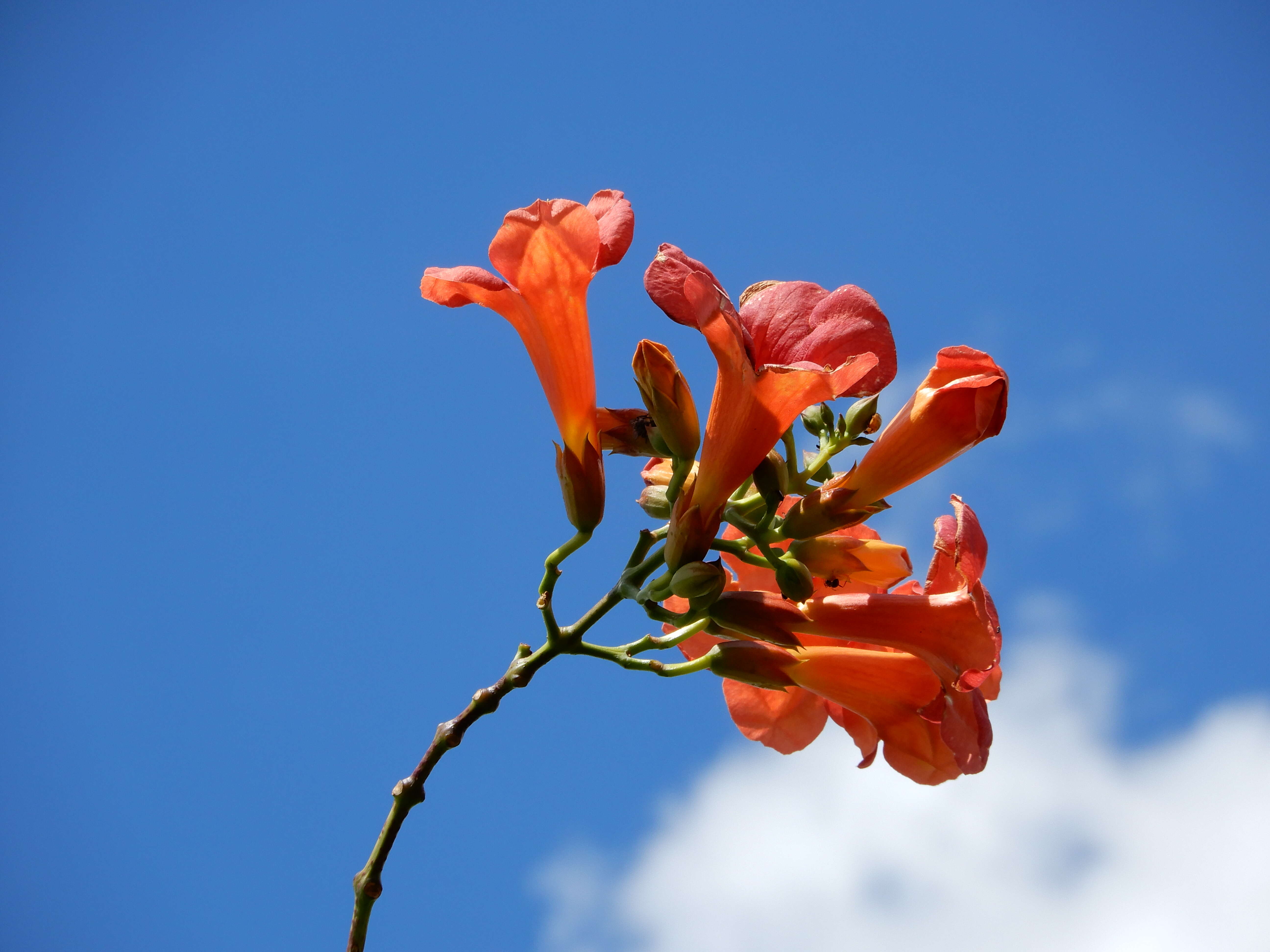 Image of Chinese Trumpet Vine