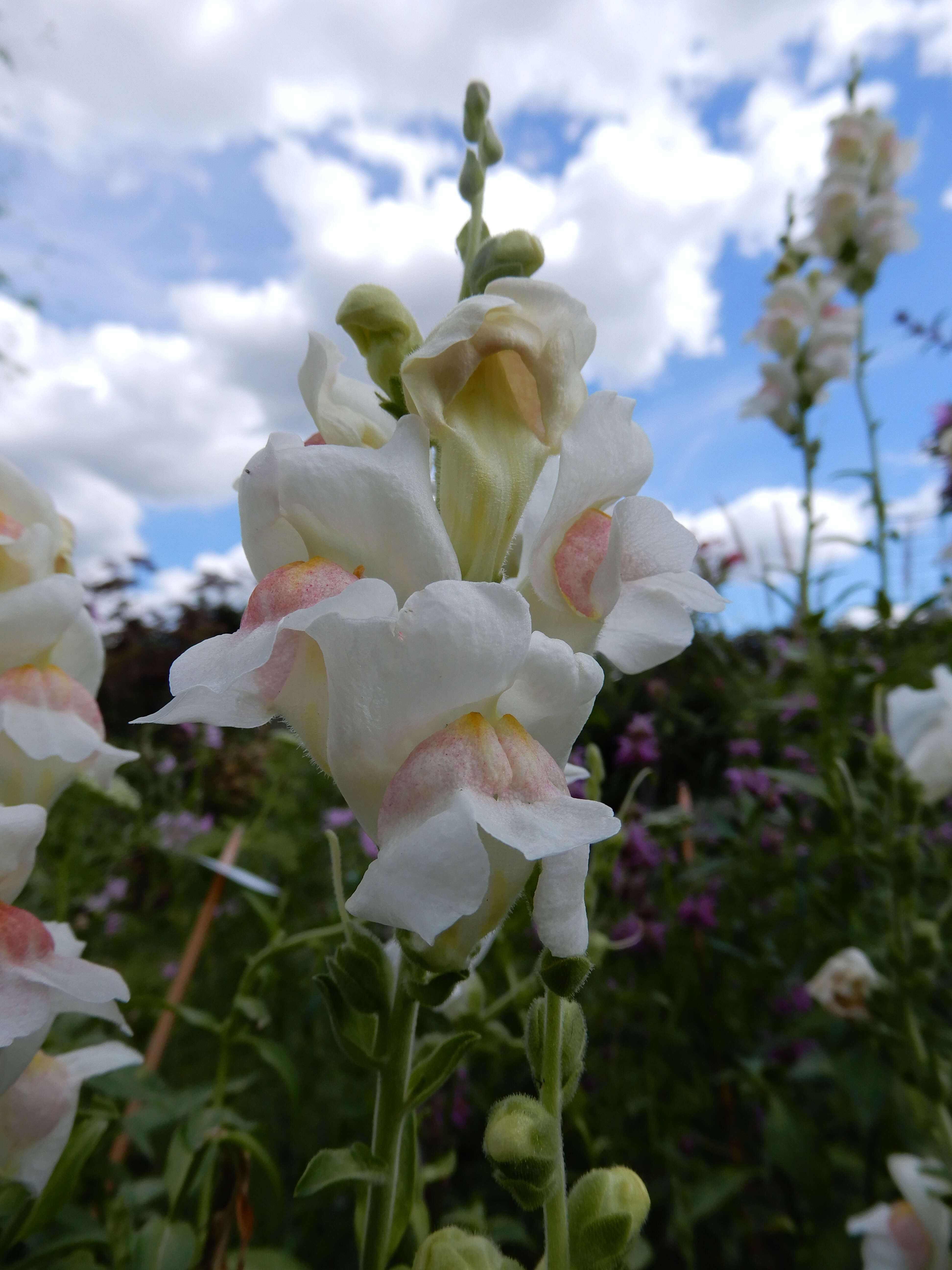 Image of garden snapdragon