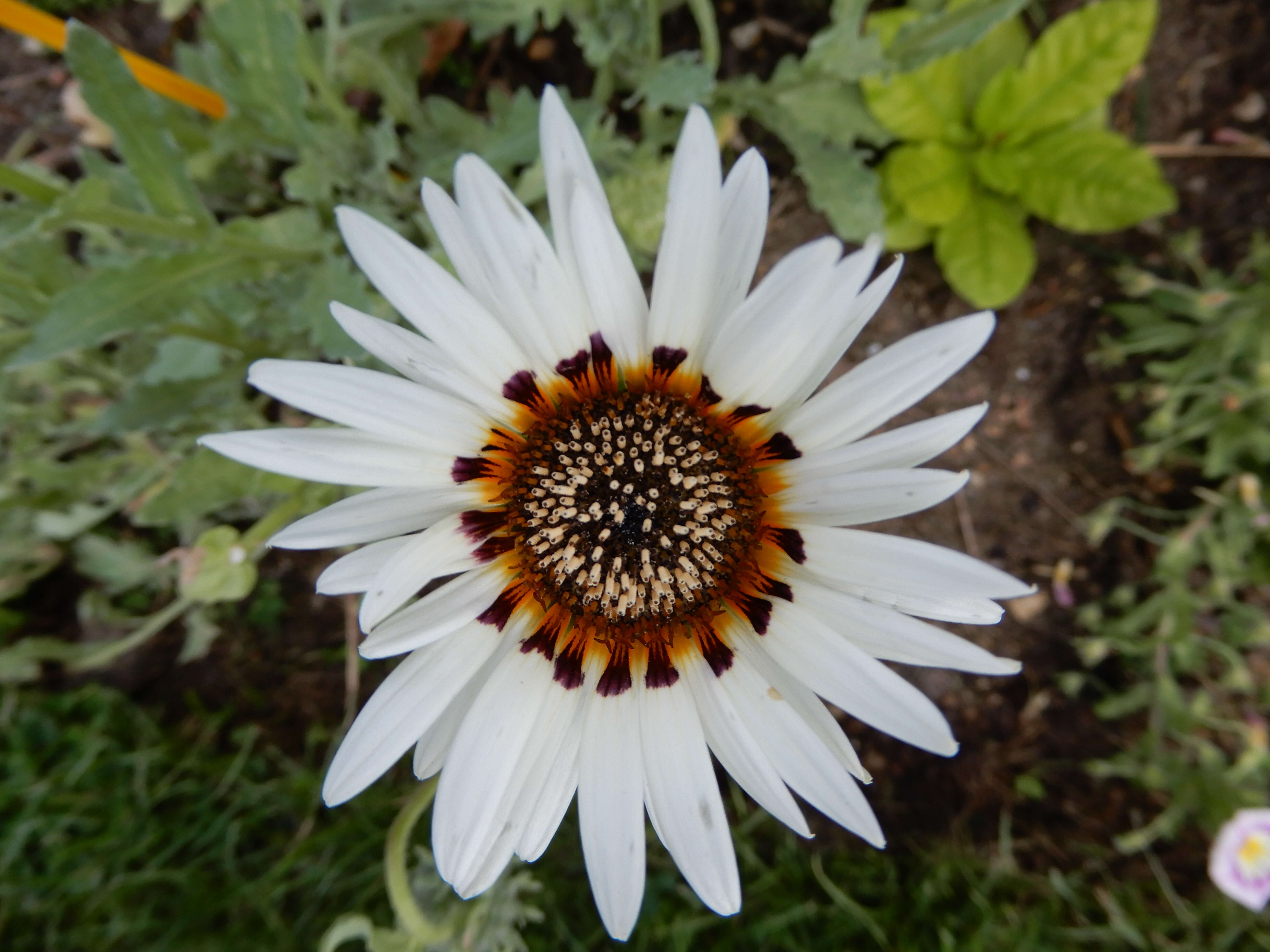 Image of African daisy