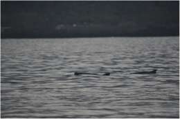 Image of Dwarf Sperm Whale