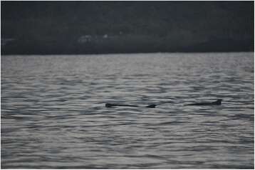 Image of Dwarf Sperm Whale