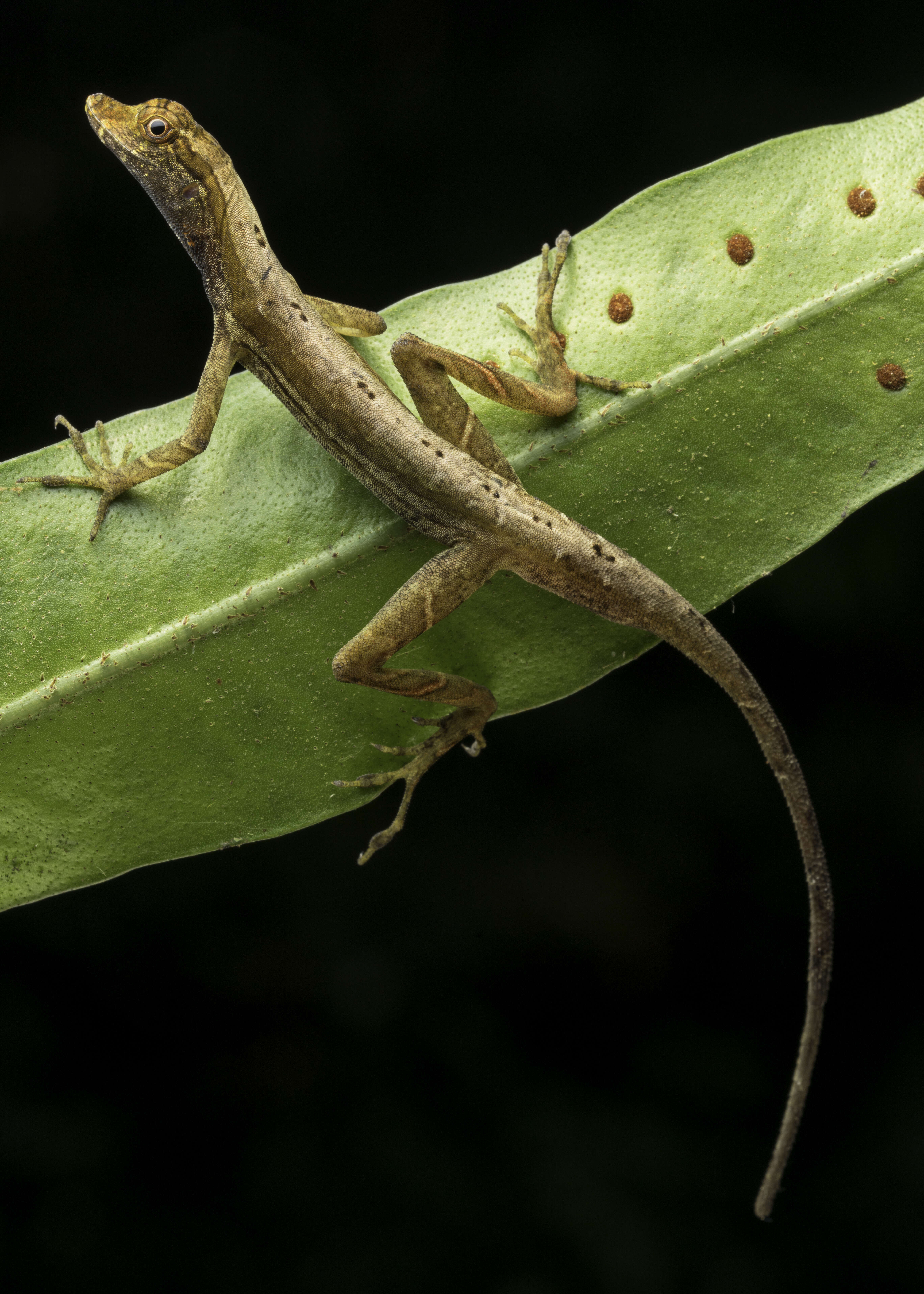 Image of Brown-eared anole