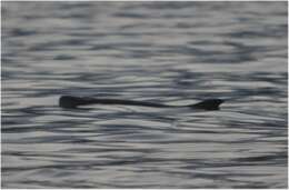 Image of Dwarf Sperm Whale