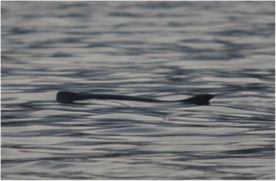 Image of Dwarf Sperm Whale