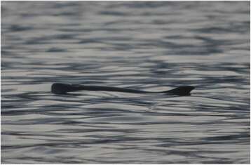 Image of Dwarf Sperm Whale