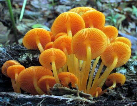 Image of Mycena leaiana (Berk.) Sacc. 1891