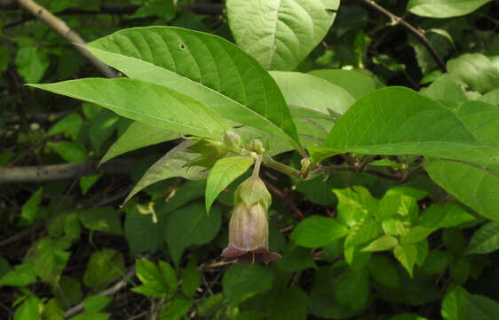 Plancia ëd Atropa belladonna L.