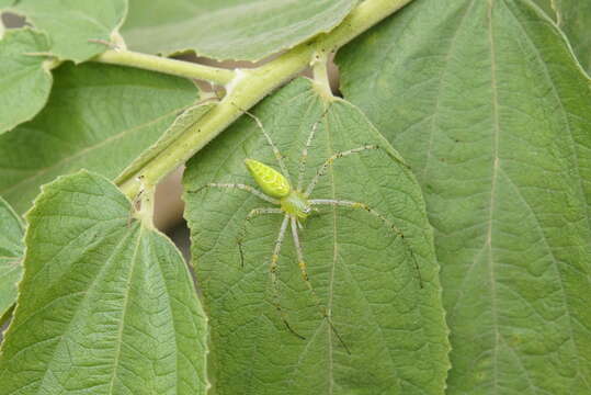 Image of Peucetia