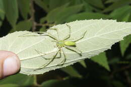 Image of Peucetia