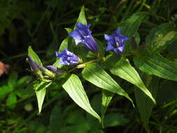 Image of Gentiana asclepiadea L.