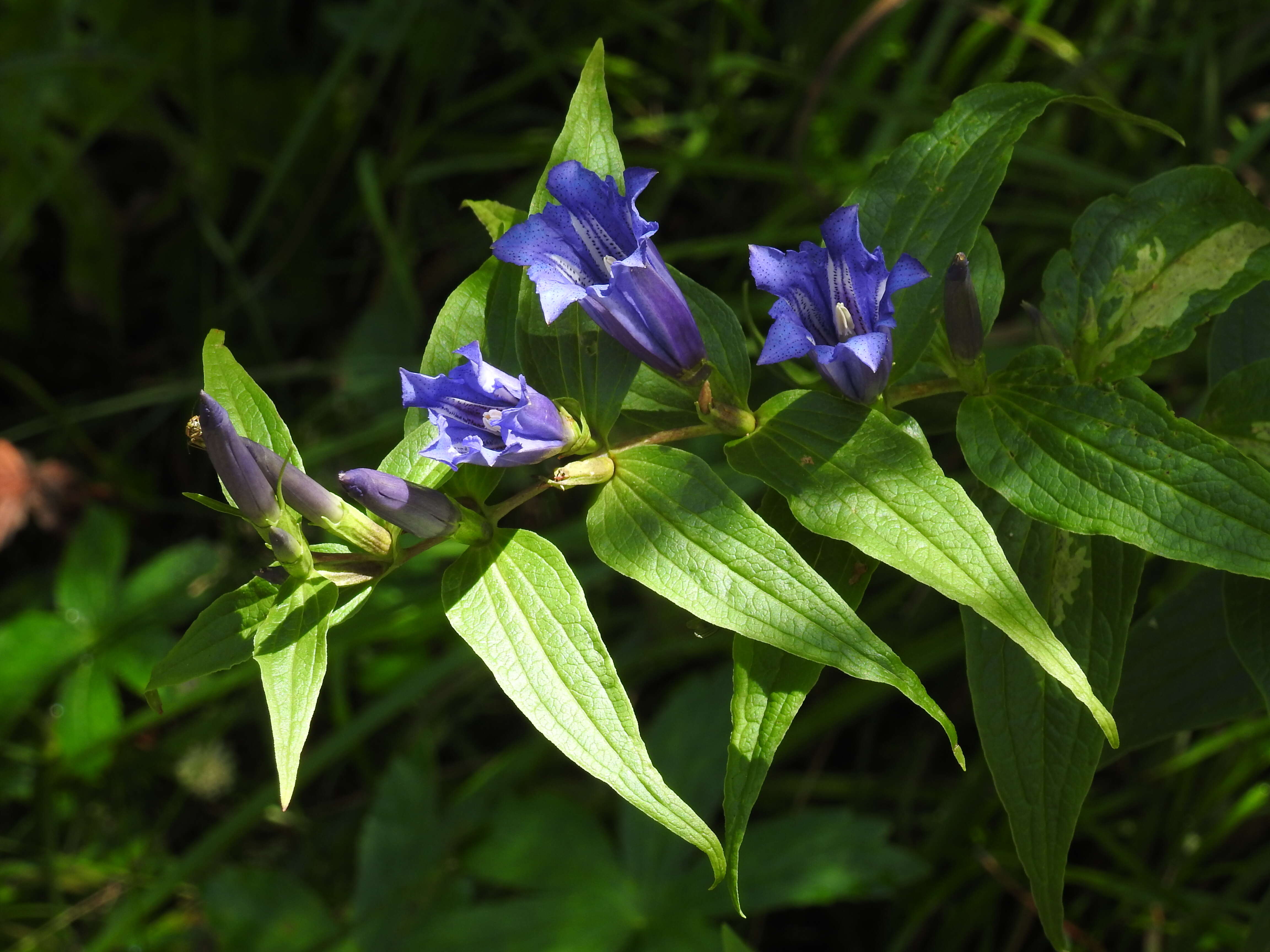 Image of Gentiana asclepiadea L.