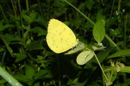 Image of Eurema blanda (Boisduval 1836)