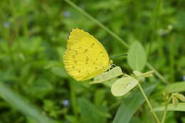 Image de Eurema blanda (Boisduval 1836)