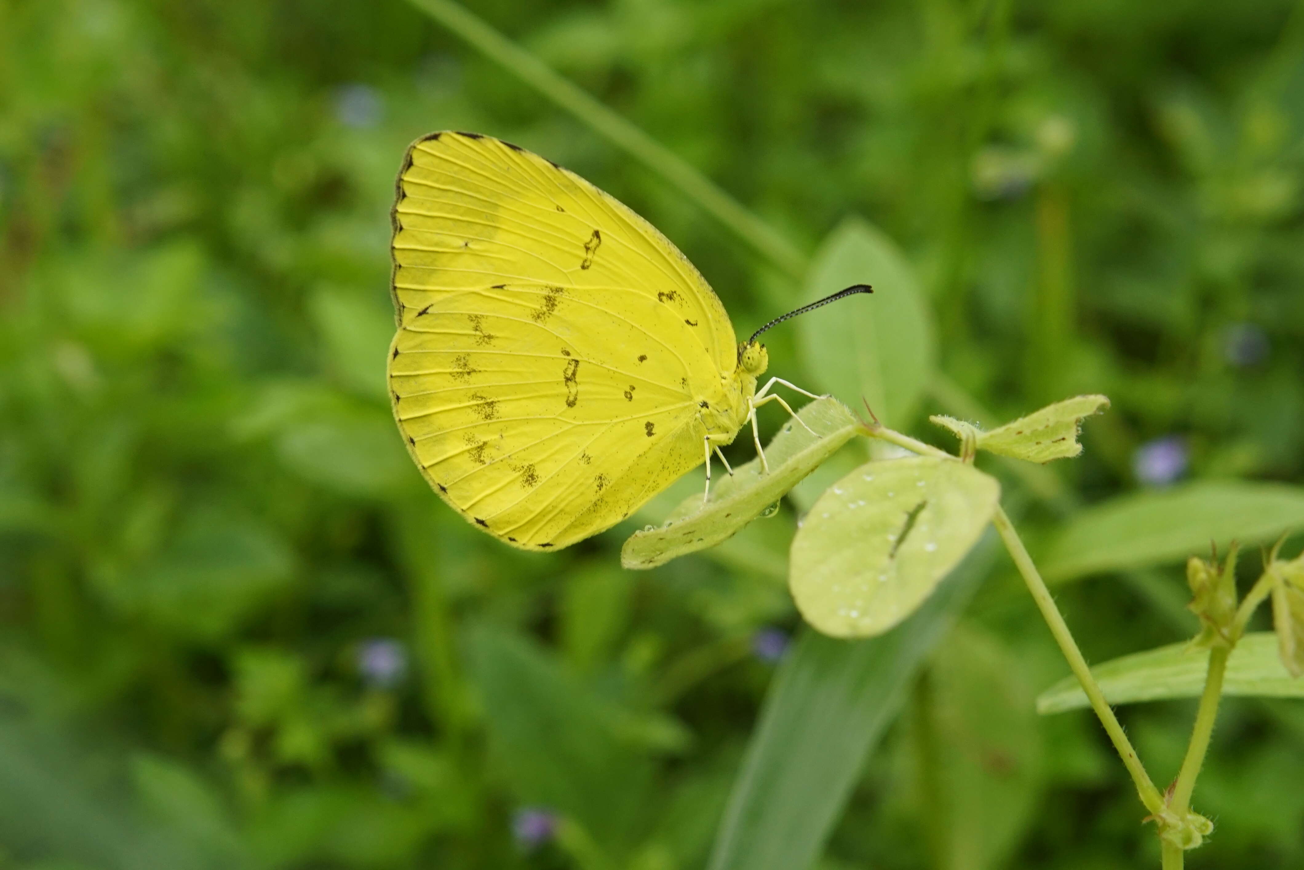 Image of Eurema blanda (Boisduval 1836)