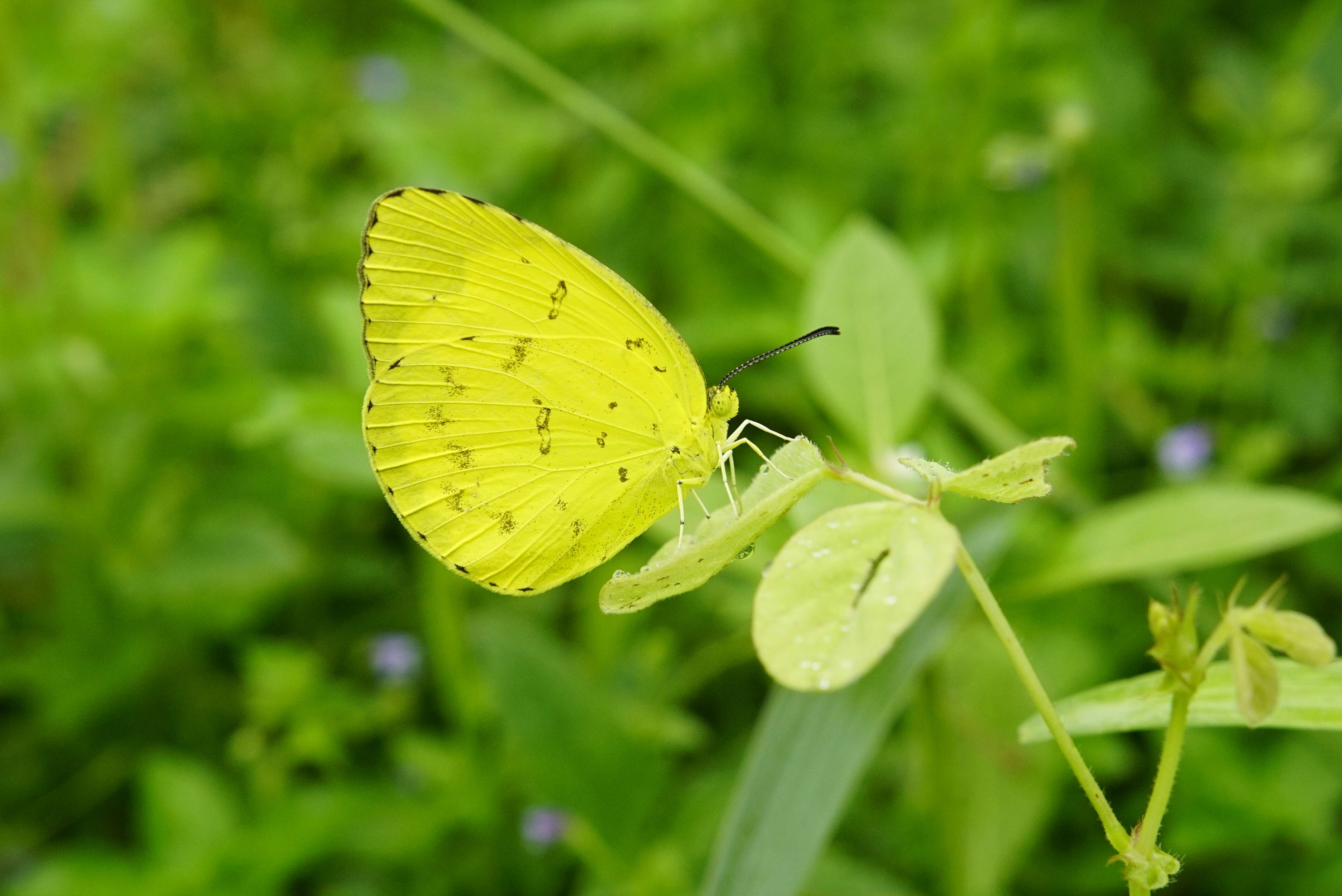 Image de Eurema blanda (Boisduval 1836)