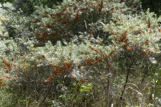 Image of Sea-buckthorn