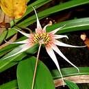 Imagem de Bulbophyllum acuminatum (Ridl.) Ridl.