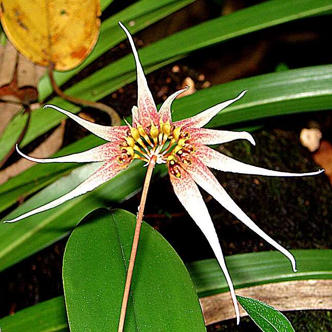 Image of Bulbophyllum acuminatum (Ridl.) Ridl.