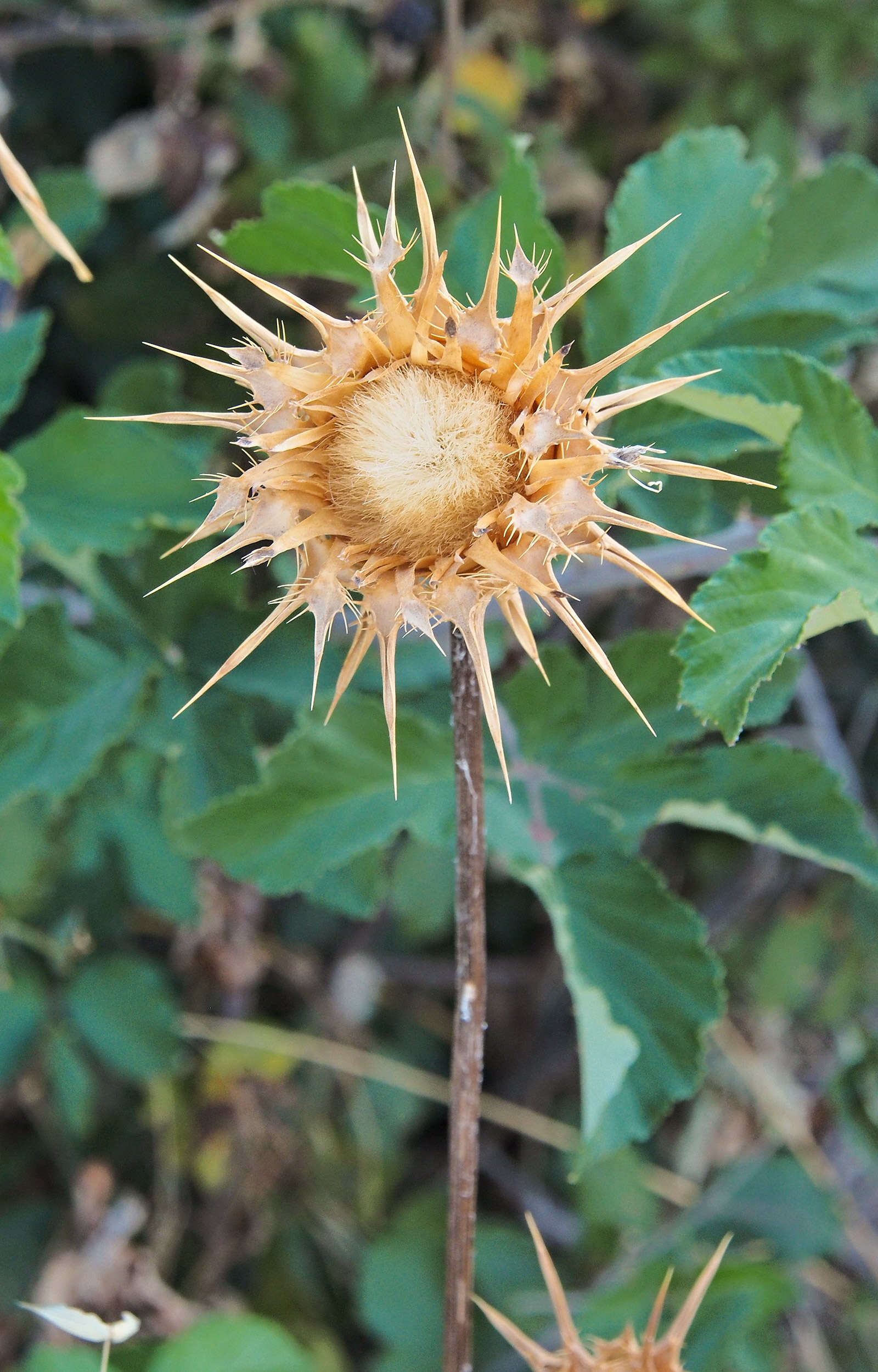 Image of Milk thistle