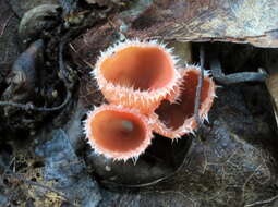 Image of Shaggy Scarlet Cup