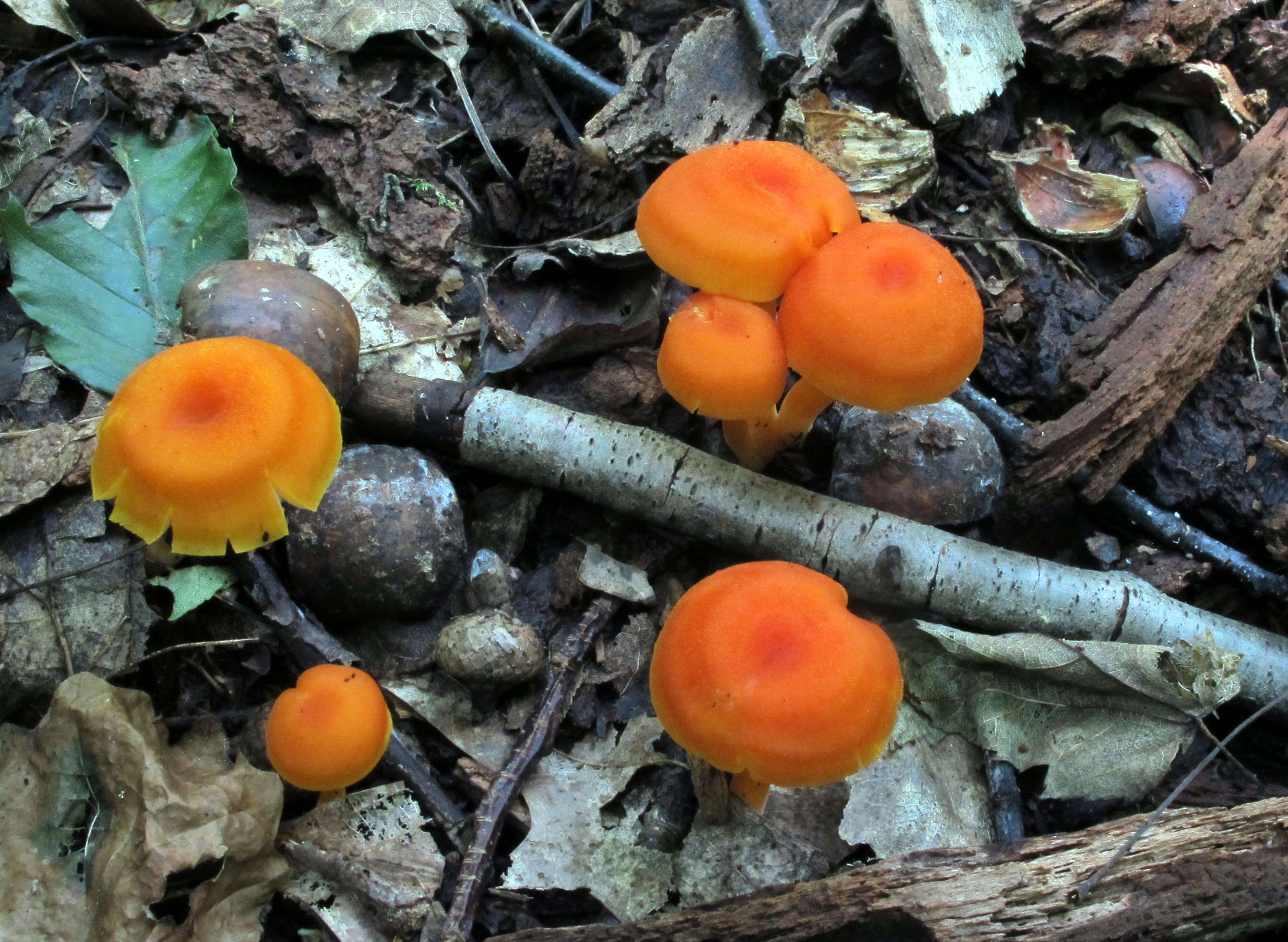 Image of Hygrocybe miniata (Fr.) P. Kumm. 1871