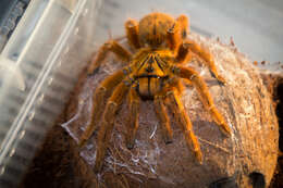 Image of Orange Baboon Tarantula