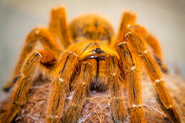 Image of Orange Baboon Tarantula