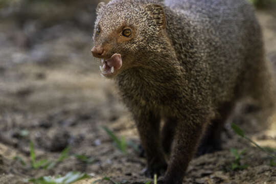 Image of Ruddy Mongoose