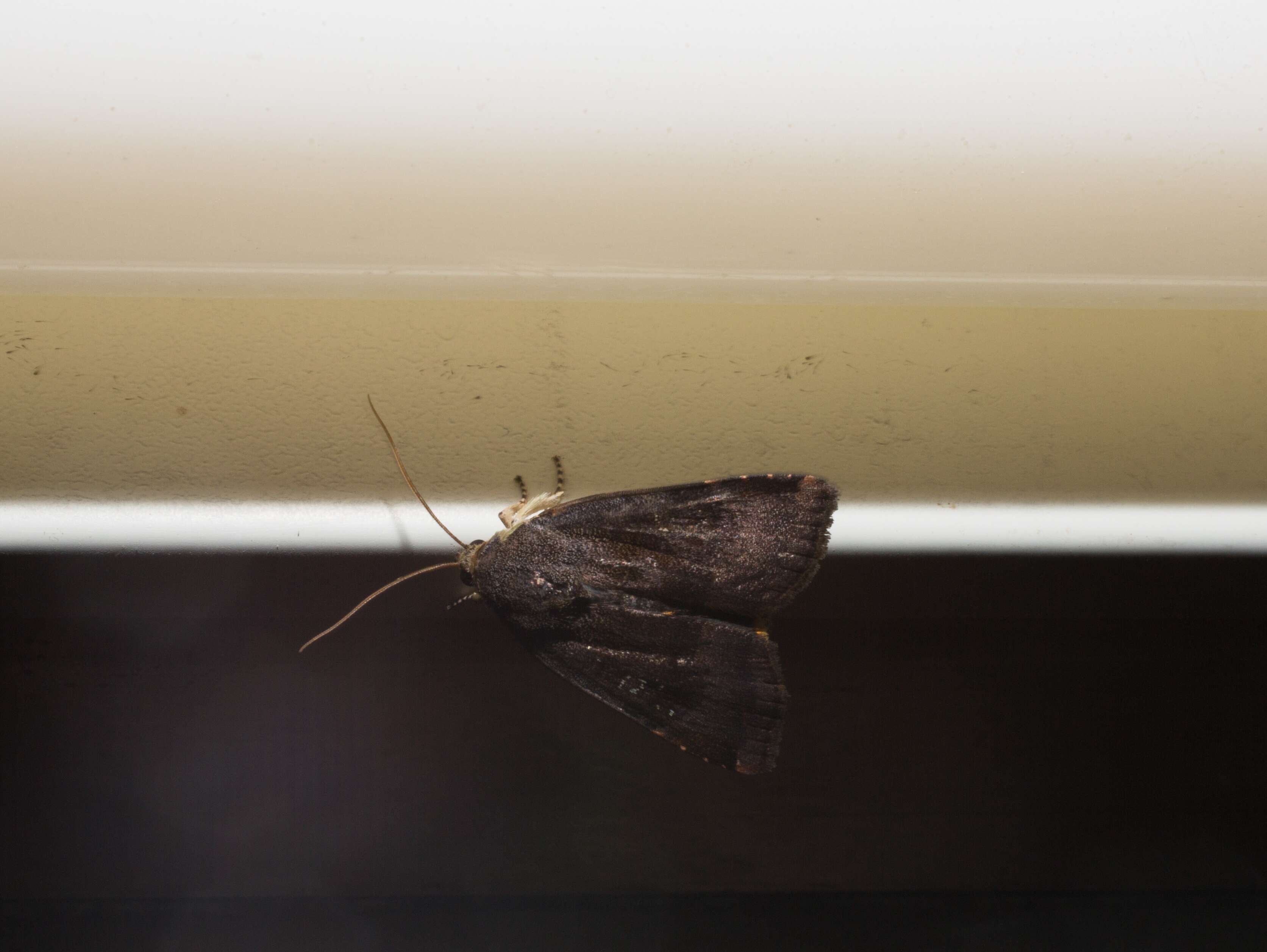 Image of langmaids yellow underwing