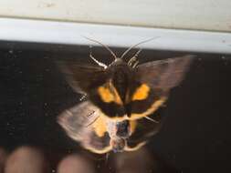 Image of langmaids yellow underwing