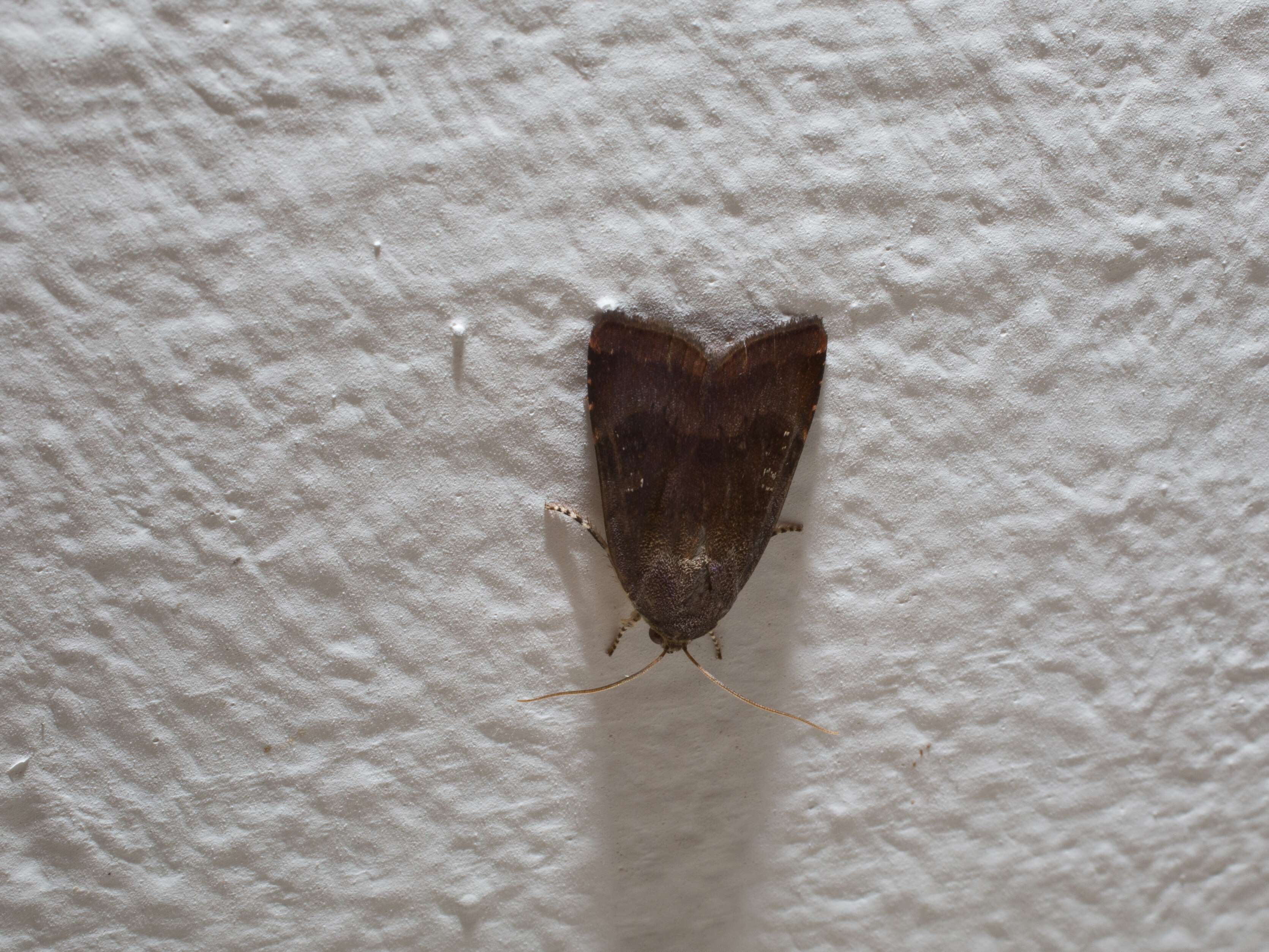 Image of langmaids yellow underwing