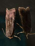 Image of langmaids yellow underwing