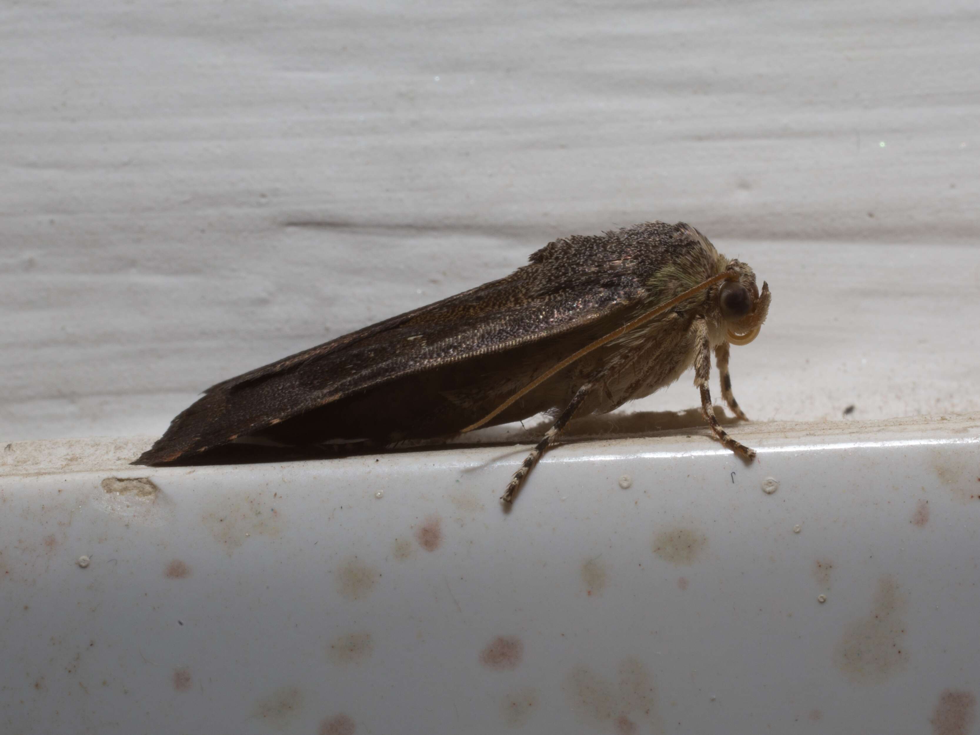 Image of langmaids yellow underwing