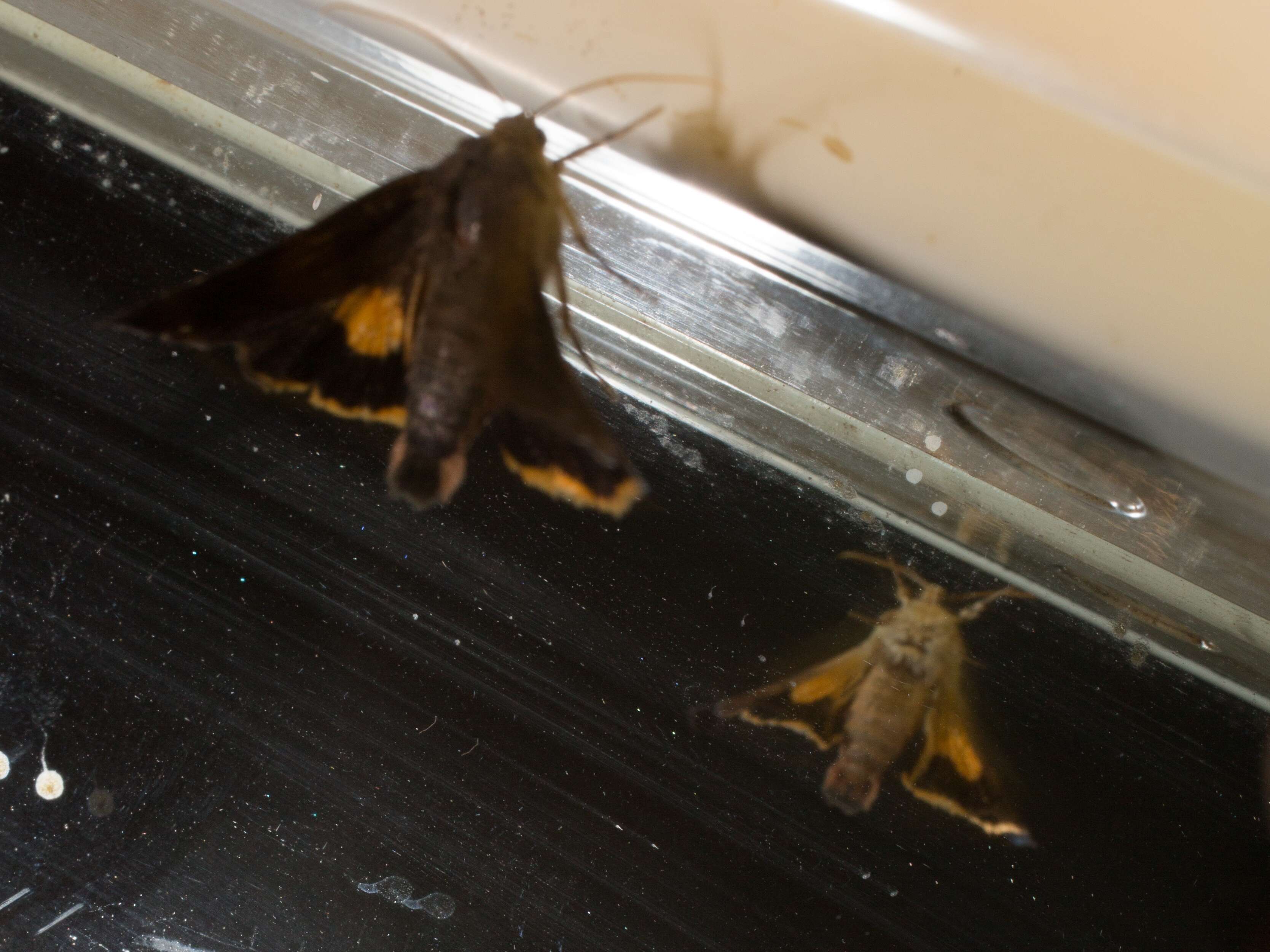 Image of langmaids yellow underwing